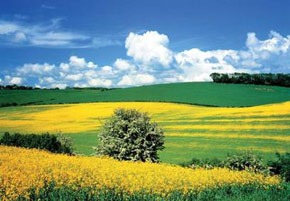 Rapsfeld